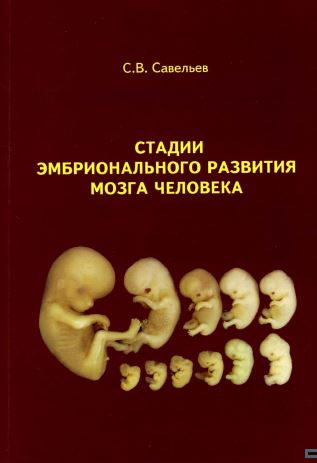 СТАДИИ ЭМБРИОНАЛЬНОГО РАЗВИТИЯ МОЗГА ЧЕЛОВЕКА
