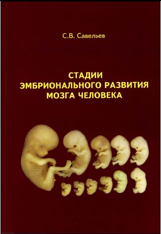СТАДИИ ЭМБРИОНАЛЬНОГО РАЗВИТИЯ МОЗГА ЧЕЛОВЕКА