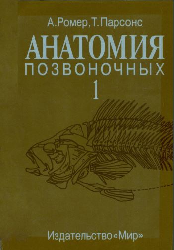 АНАТОМИЯ  ПОЗВОНОЧНЫХ I