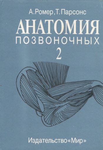 АНАТОМИЯ  ПОЗВОНОЧНЫХ II