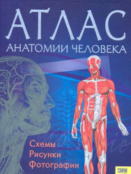 АТЛАС АНАТОМИИ ЧЕЛОВЕКА