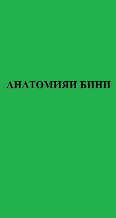 АНАТОМИЯИ БИНИ